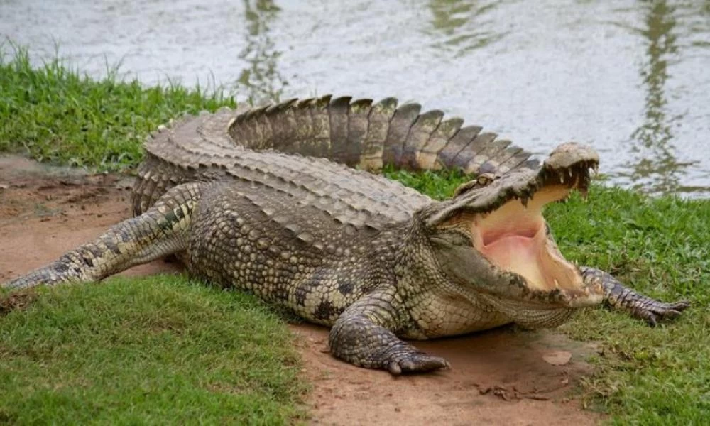 Μεξικό: Kροκόδειλος εμφανίστηκε σε γήπεδο γκολφ και τρόμαξε τους πάντες